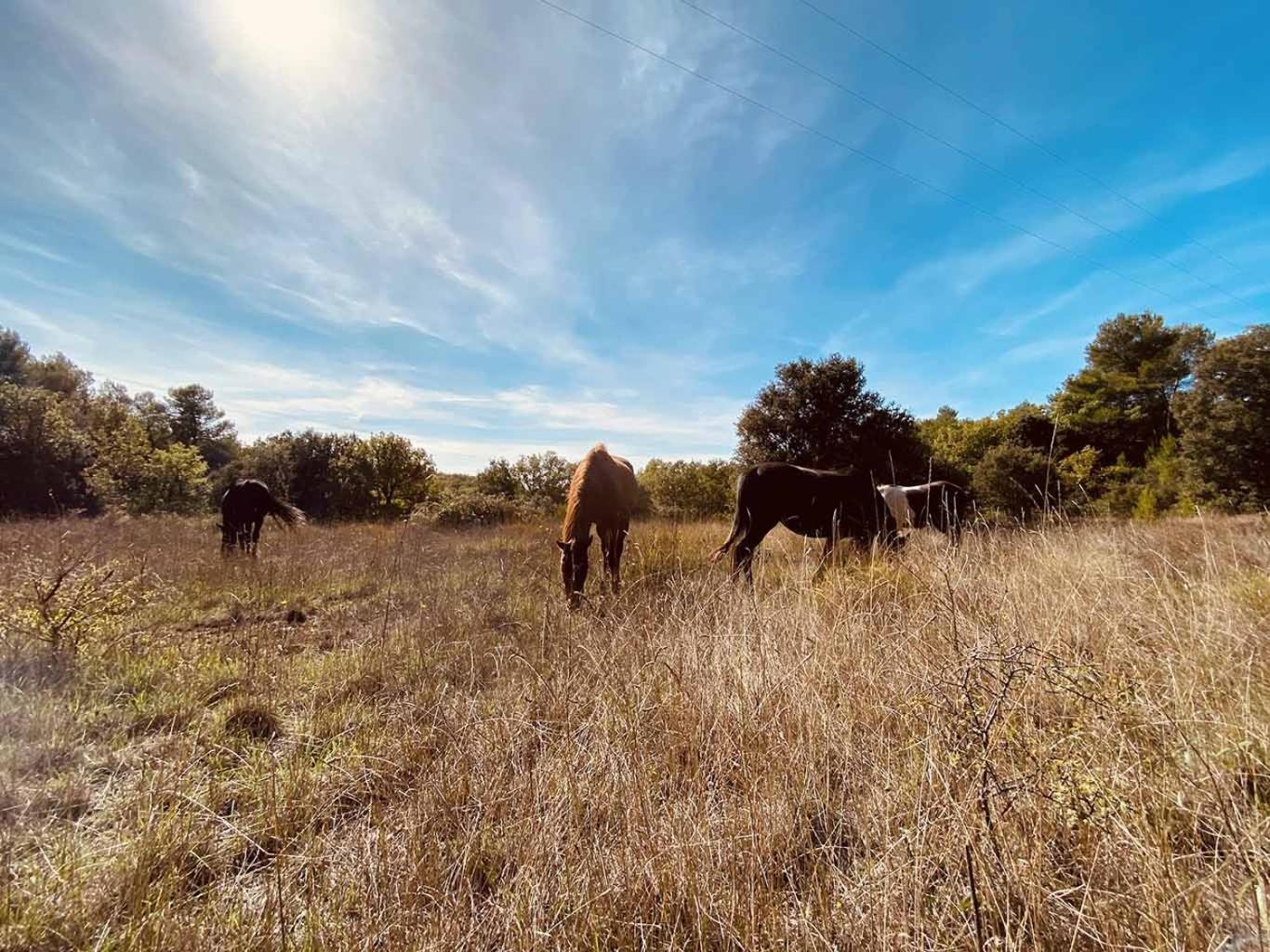 Вилла Centre Mediation Equine La Daouste Jouques Экстерьер фото
